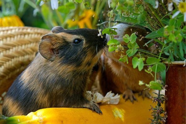 Can Guinea Pigs Eat Zucchini 2