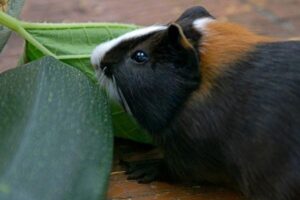 Can Guinea Pigs Eat Zucchini 2