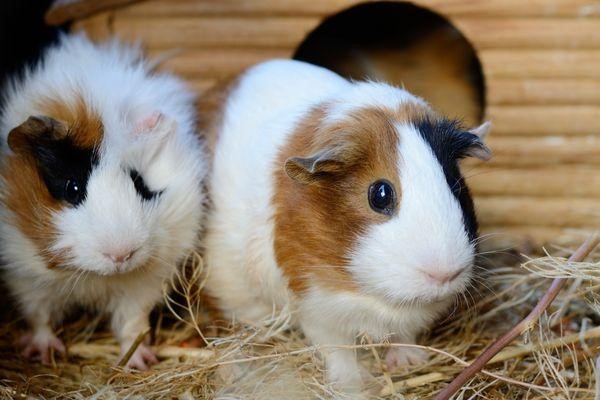 Can Guinea Pigs Eat Zucchini 2