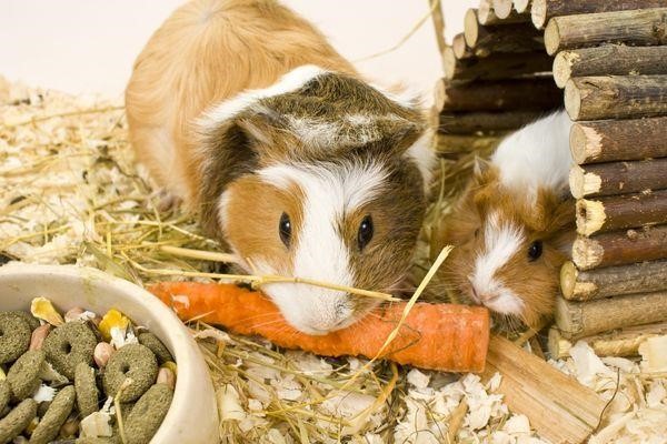 Can Guinea Pigs Eat Zucchini 2