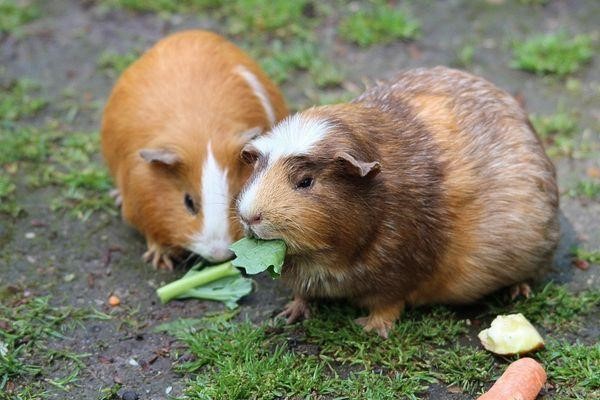 Can Guinea Pigs Eat Zucchini 2