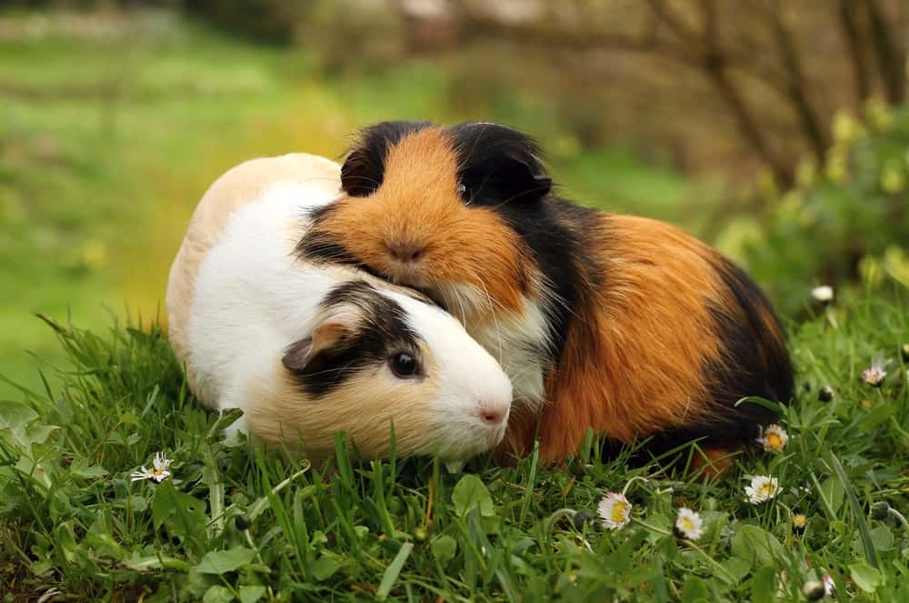 Why Does My Guinea Pig Squeak When I Hold Him?