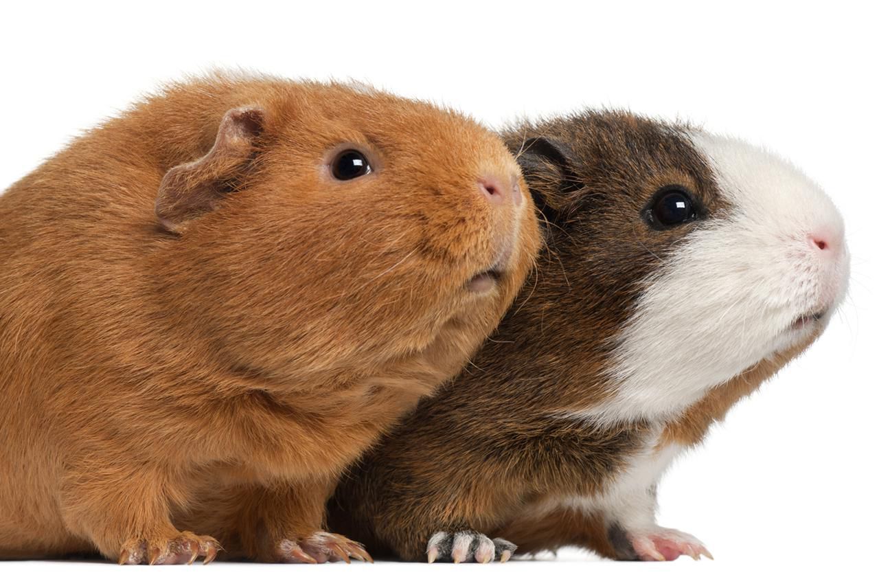 Allergic to Your Furry Friend? Understanding Guinea Pig Allergies