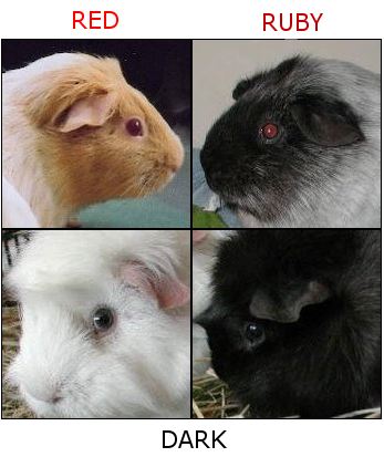 Allergic to Your Furry Friend? Understanding Guinea Pig Allergies