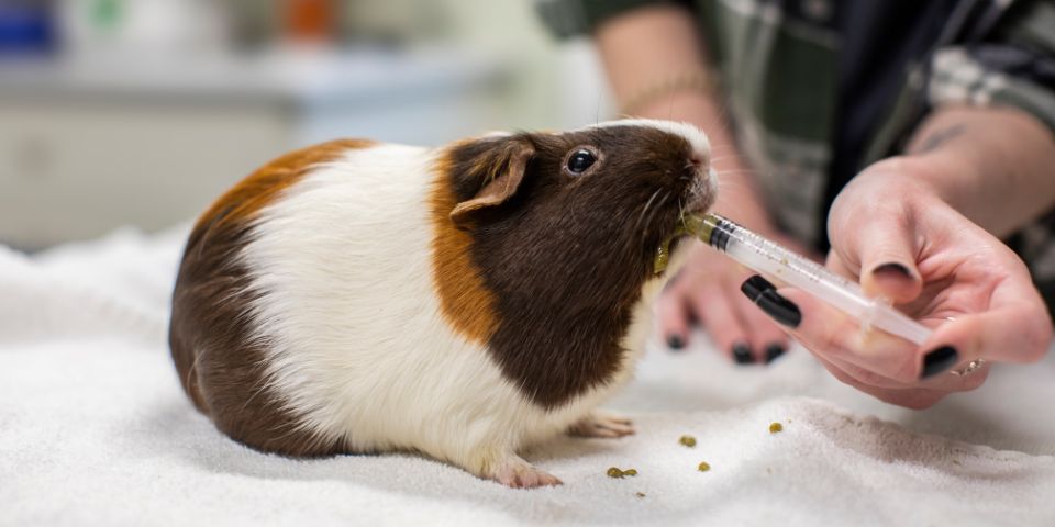 Can Chinchillas Eat Guinea Pig Food?