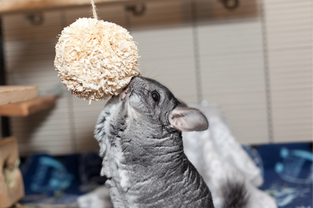 Can Chinchillas Eat Guinea Pig Food?