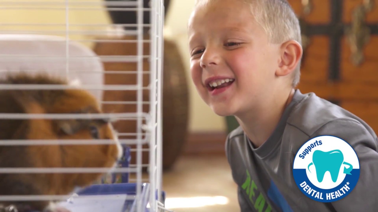 Can Chinchillas Eat Guinea Pig Food?