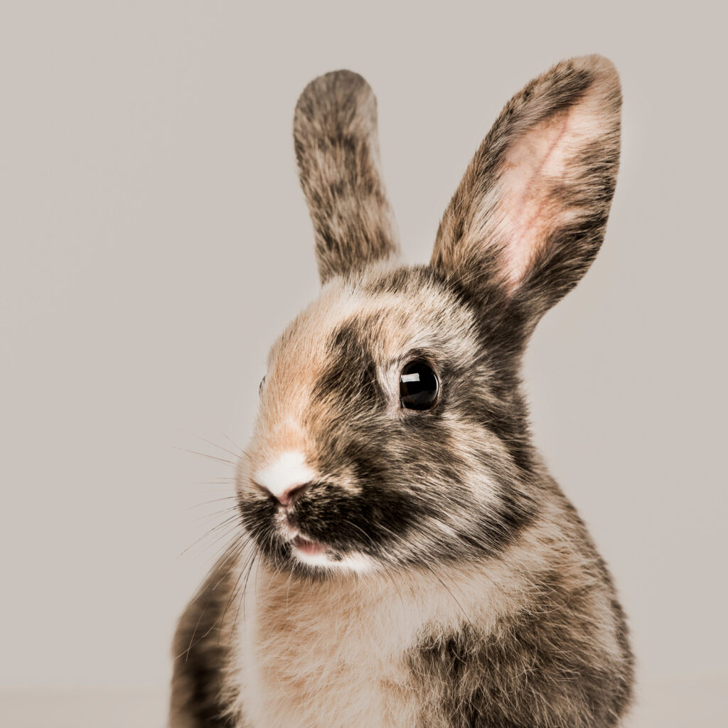 Can Rabbits Eat Guinea Pig Food?