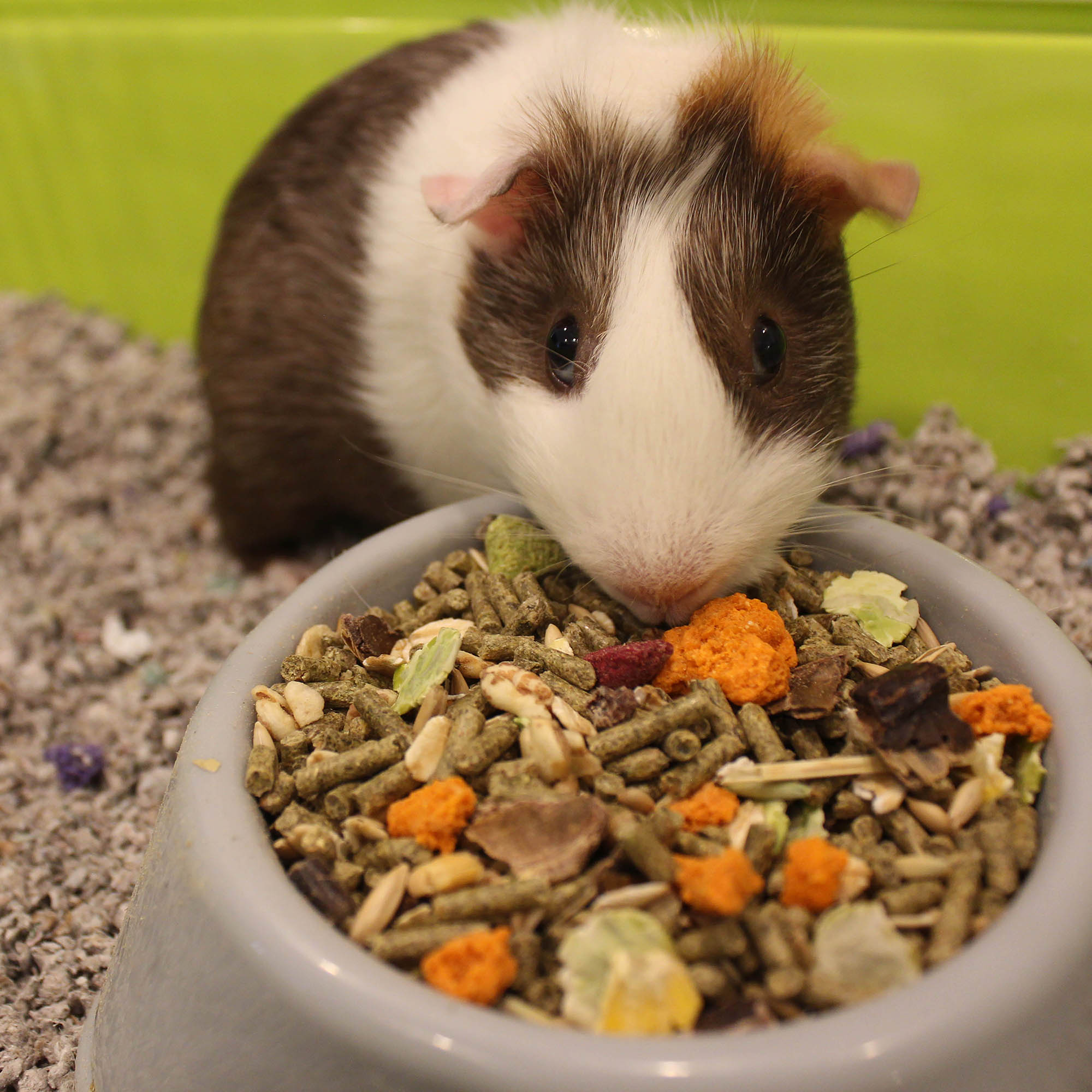 Can Rabbits Eat Guinea Pig Food?