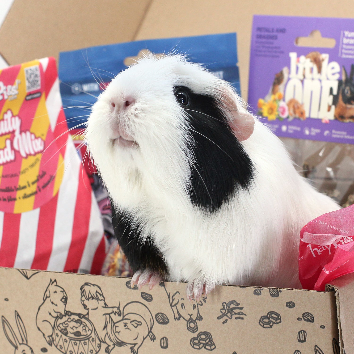 Guinea Pig Boxes Everything You Need to Know