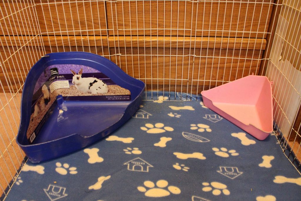 Guinea Pig Boxes Everything You Need to Know