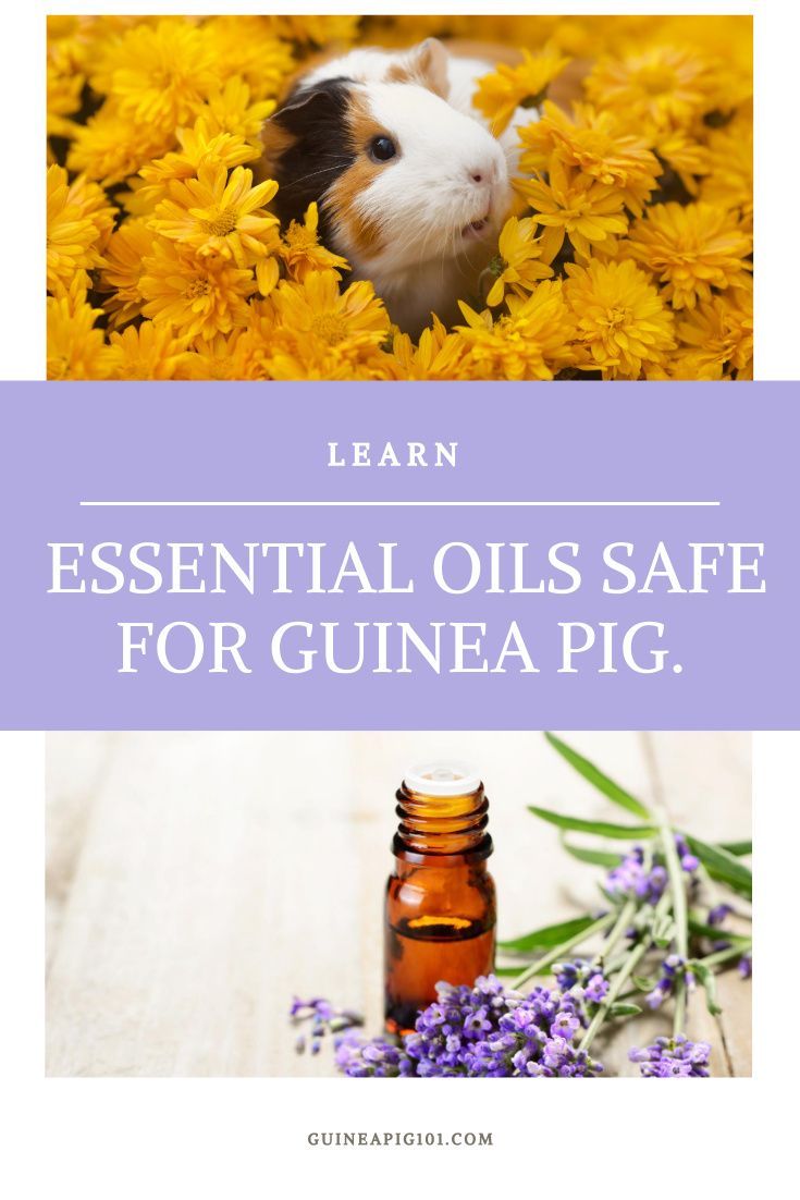 Guinea Pig Essentials Must-Have Items for Your Furry Friend