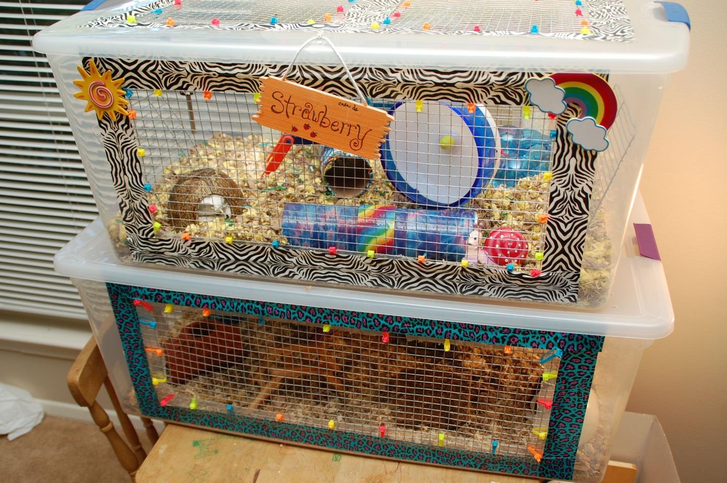 Guinea Pig Habitat Ideas Creating the Perfect Home for Your Furry Friend