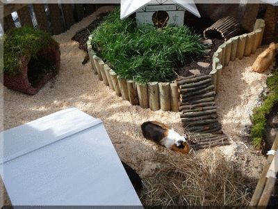 Guinea Pig Habitat Ideas Creating the Perfect Home for Your Furry Friend