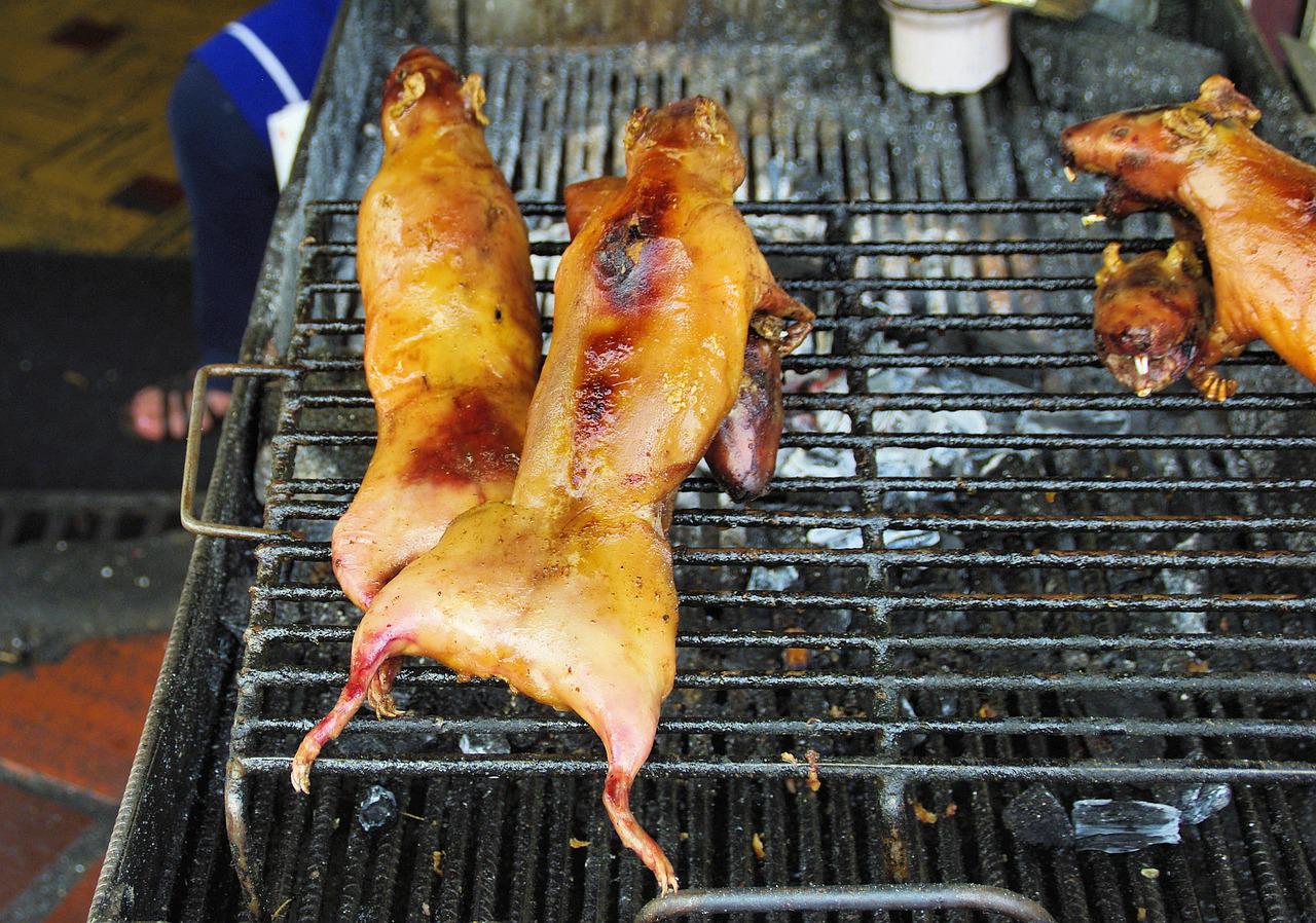 Guinea Pig in Spanish Ecuador A Cultural Delight