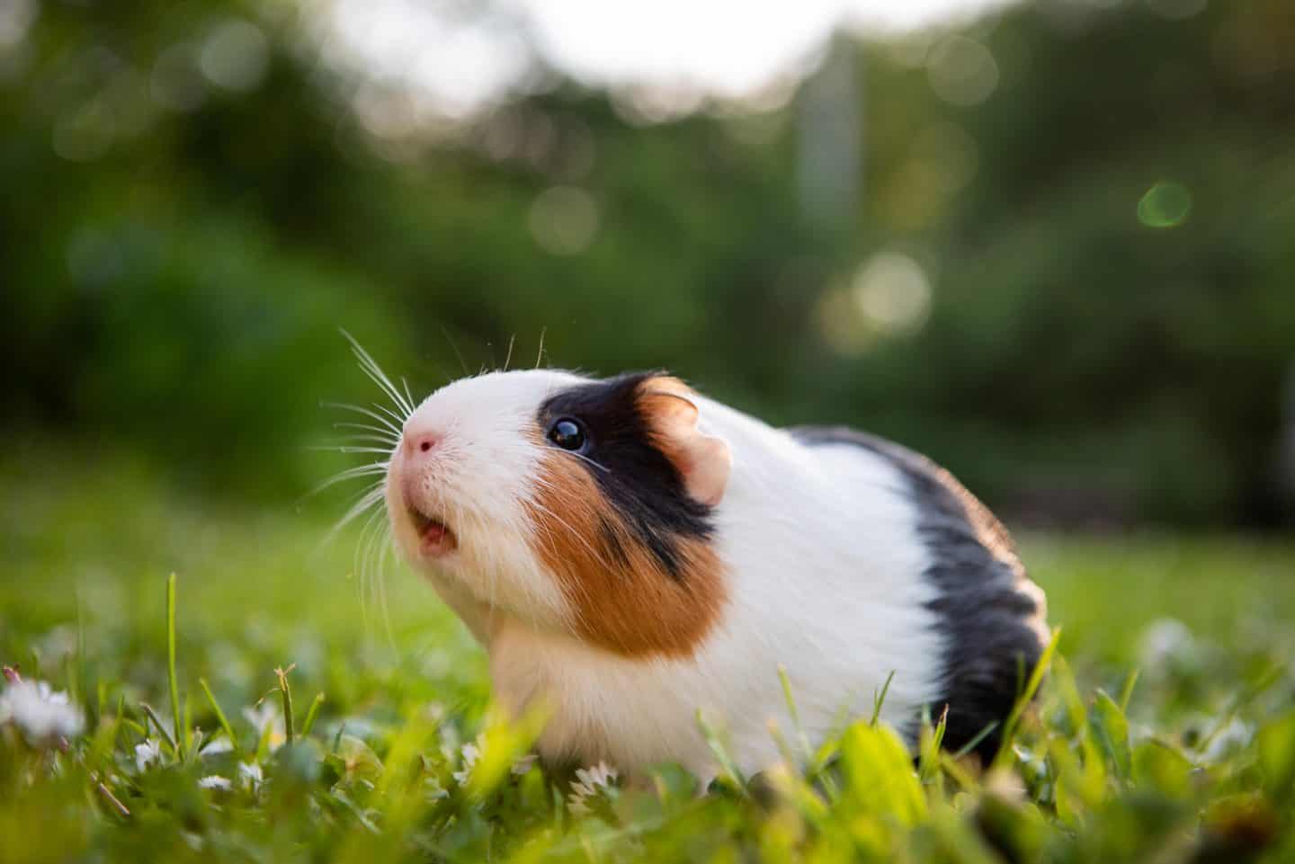 Guinea Pig Names for Pairs Choosing the Perfect Names for Your Dynamic Duo