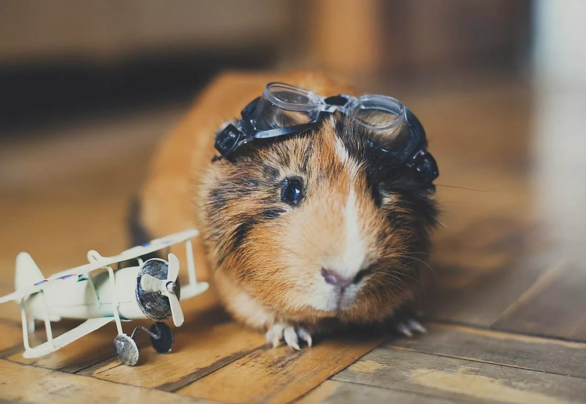 Guinea Pig Names for Pairs Choosing the Perfect Names for Your Dynamic Duo