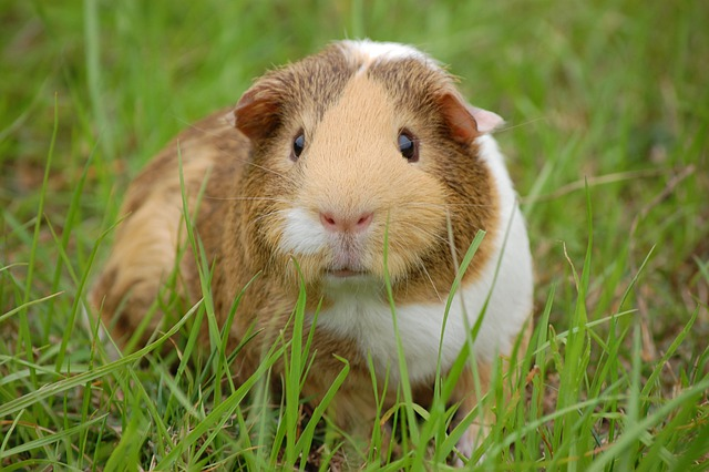 Guinea Pig Names for Pairs Choosing the Perfect Names for Your Dynamic Duo