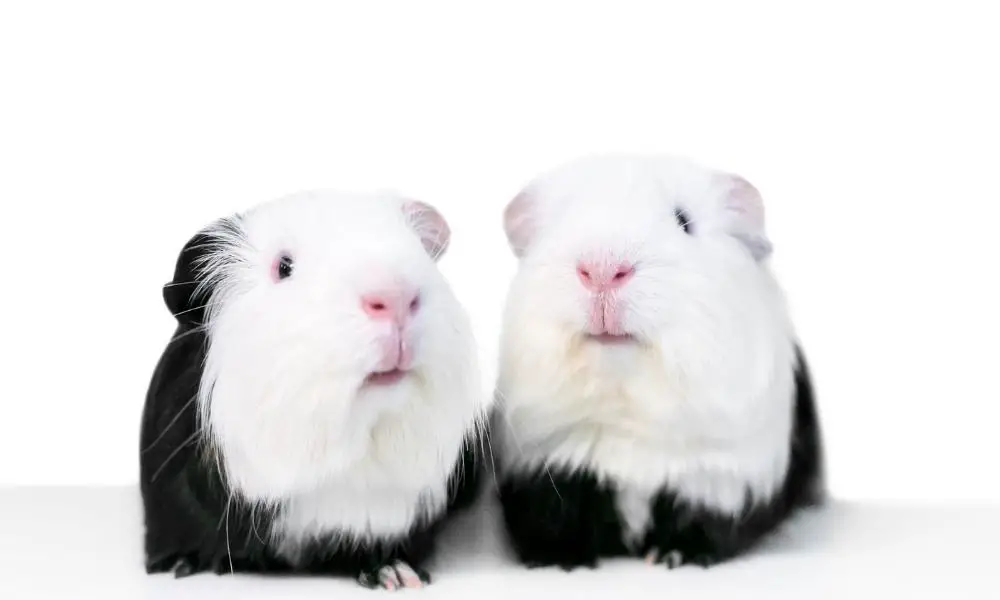 Guinea Pig Names for Pairs Choosing the Perfect Names for Your Dynamic Duo