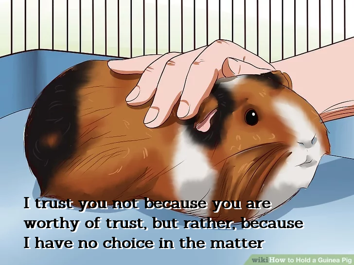 How to Get a Guinea Pig to Trust You A Guide for New Owners