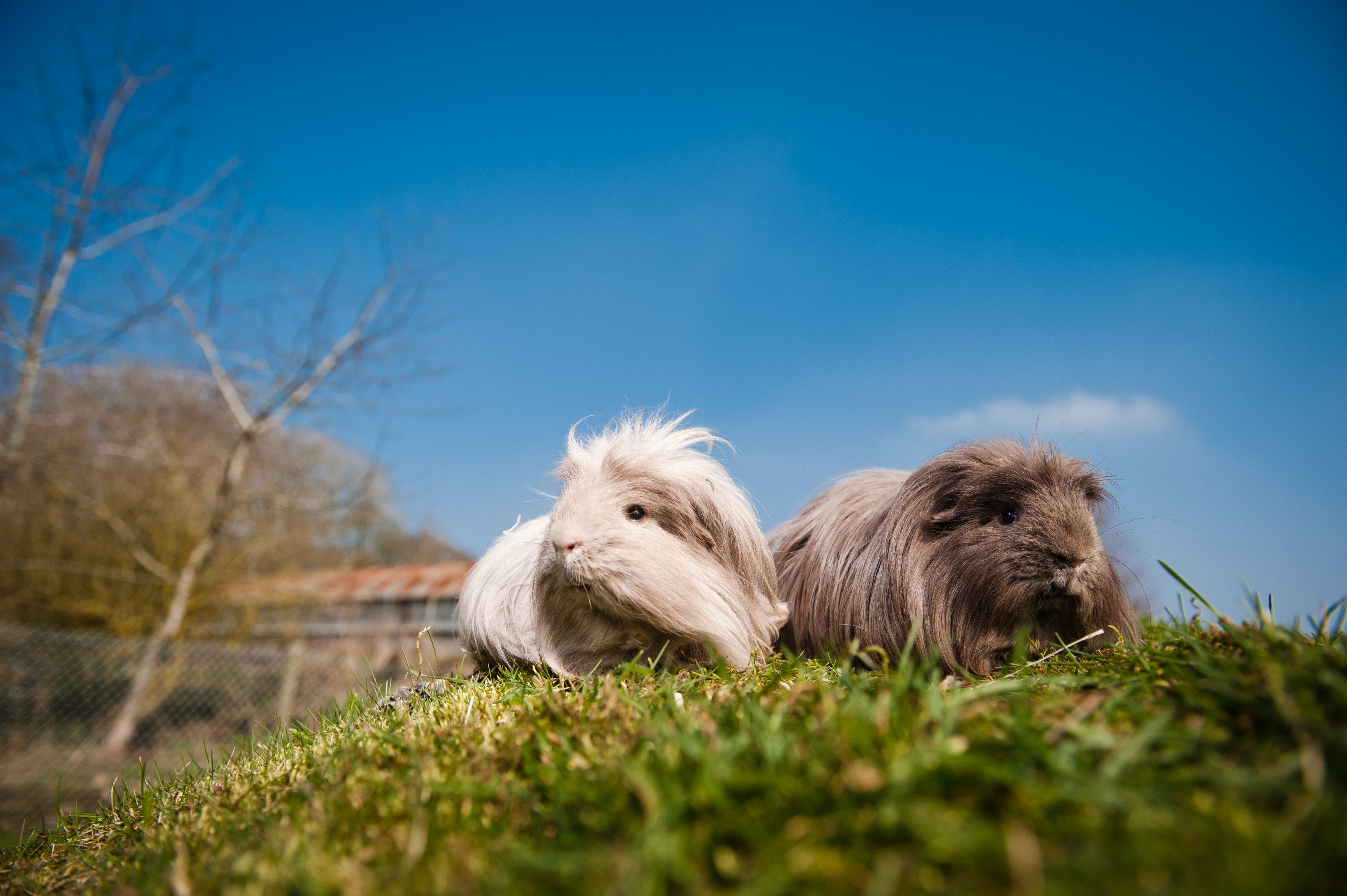 How to Get a Guinea Pig to Trust You A Guide for New Owners