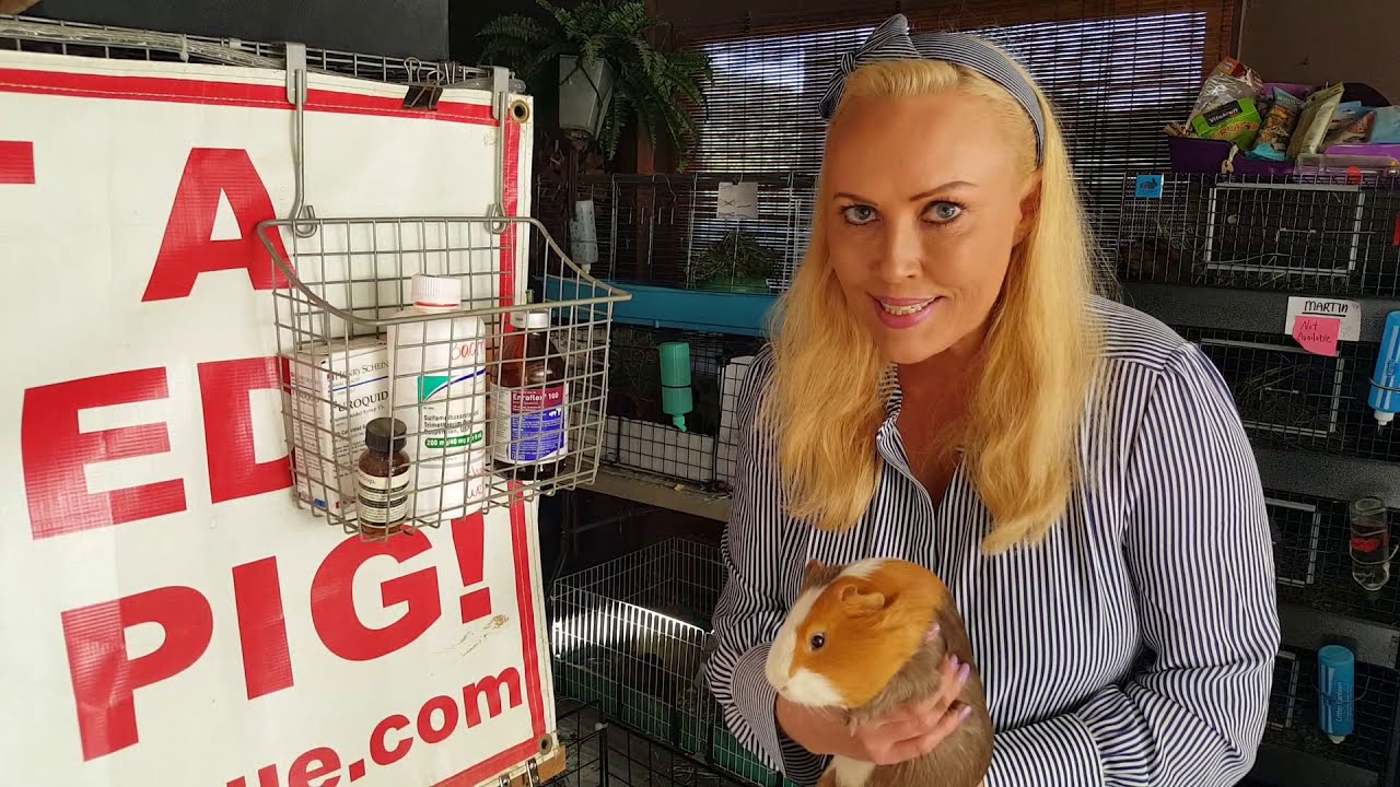 How to Get a Guinea Pig to Trust You A Guide for New Owners