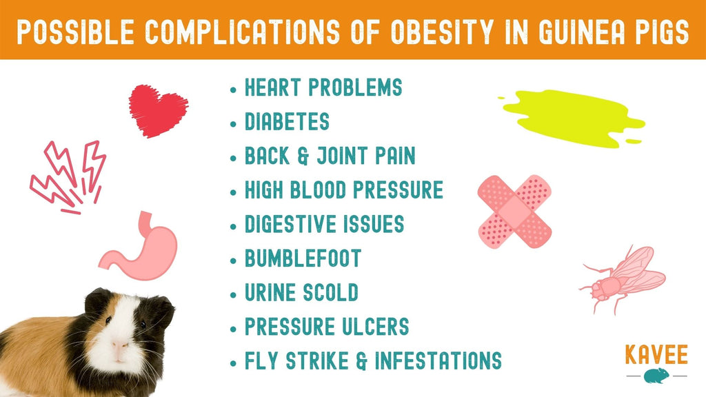 Obese Guinea Pigs Causes, Prevention, and Treatment