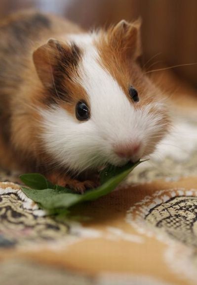 Raising Guinea Pig Babies Tips and Tricks for First-Time Owners