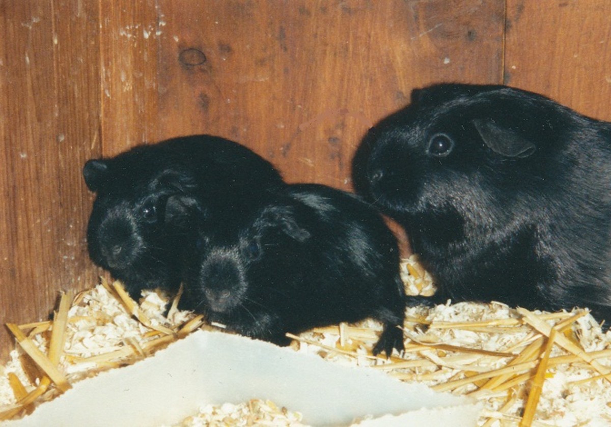 Raising Guinea Pig Babies Tips and Tricks for First-Time Owners