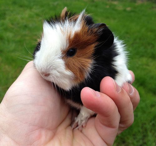 Raising Guinea Pig Babies Tips and Tricks for First-Time Owners