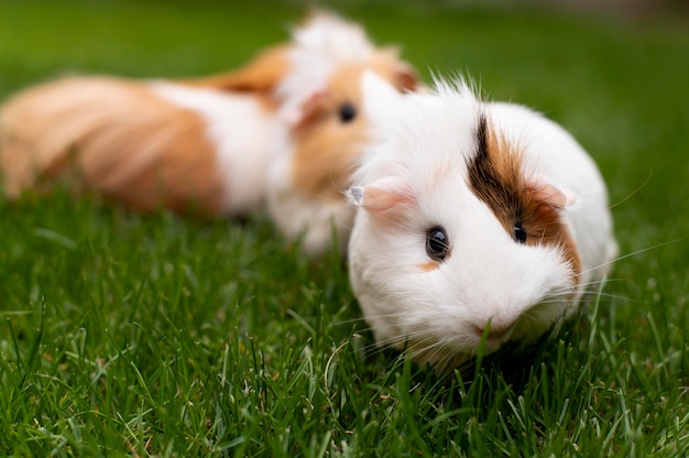 Raising Guinea Pig Babies Tips and Tricks for First-Time Owners