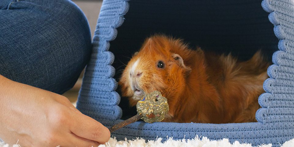 The Importance of Guinea Pig Chew Toys Keeping Your Furry Friend Happy and Healthy