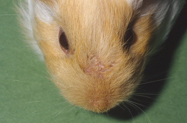 The Importance of Treating Guinea Pig Eye Infections