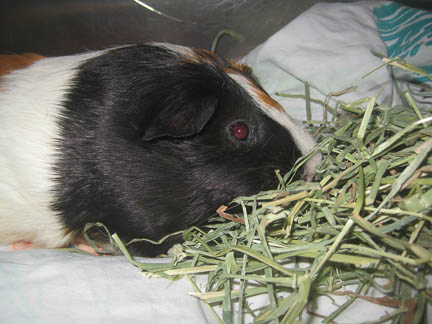 The Importance of Treating Guinea Pig Eye Infections