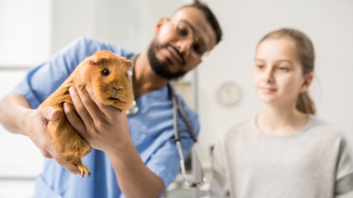 The Truth About Guinea Pigs Being Sick What Every Owner Needs to Know