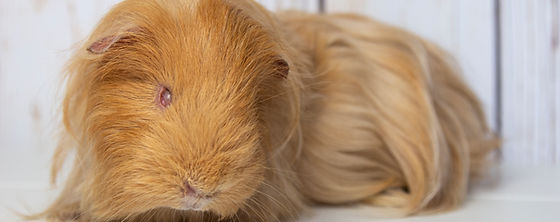 Why Does My Guinea Pig Bite Me Understanding the Reasons Behind Your Pet