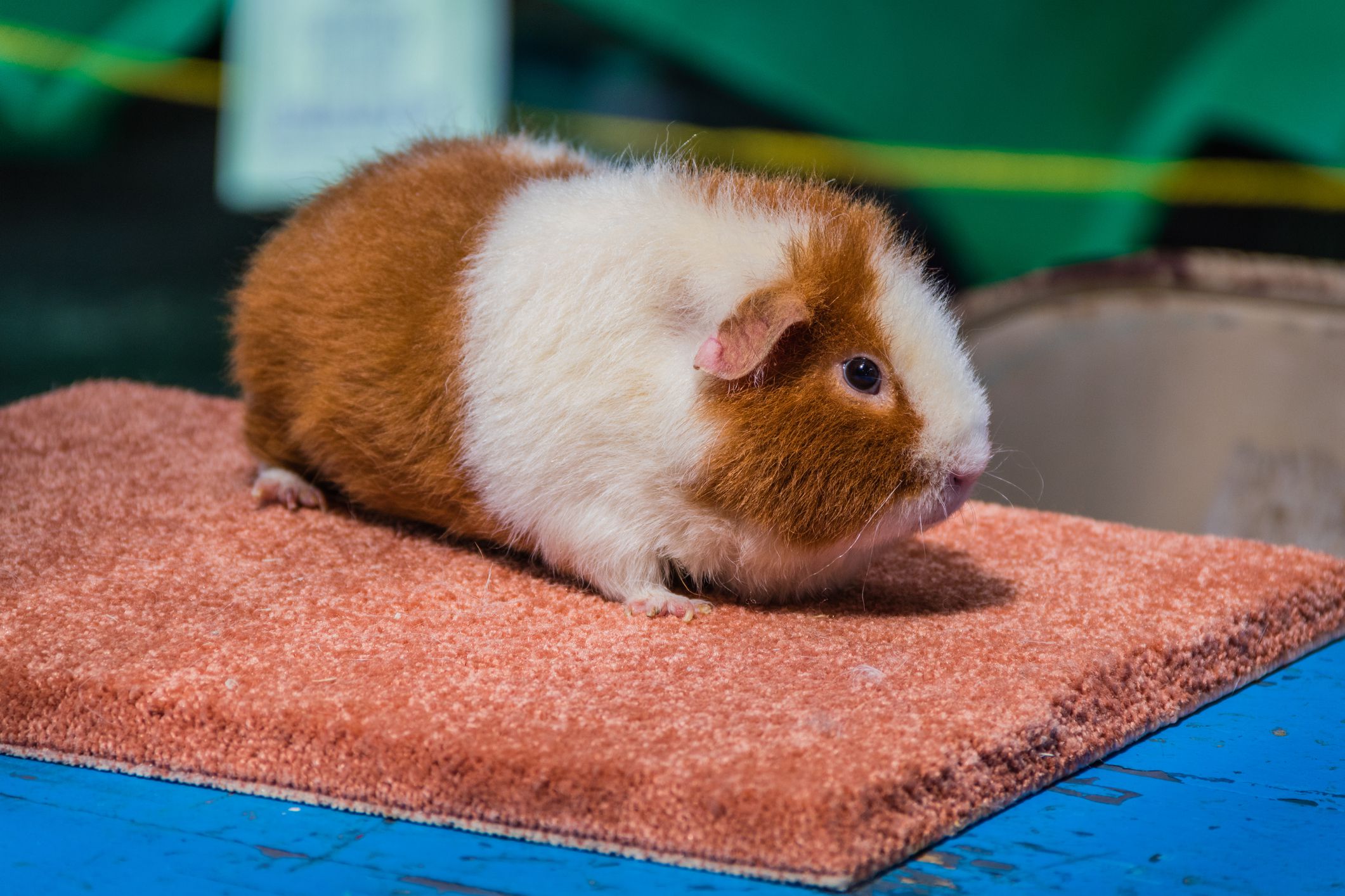 Why Does My Guinea Pig Bite Me Understanding the Reasons Behind Your Pet