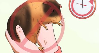 Why Does My Guinea Pig Bite Me Understanding the Reasons Behind Your Pet