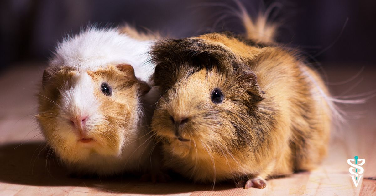 Why Does My Guinea Pig Keep Sneezing?