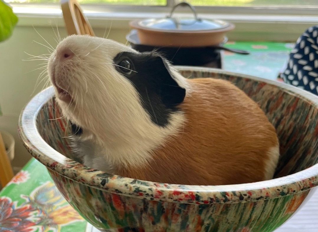 Why is My Guinea Pig Not Drinking Water? Finding Solutions to Hydration Problems