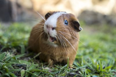 Why is My Guinea Pig Not Drinking Water? Finding Solutions to Hydration Problems