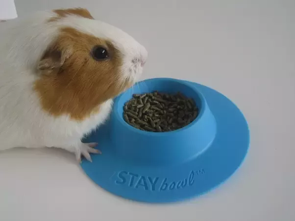 Why is My Guinea Pig Not Drinking Water? Finding Solutions to Hydration Problems