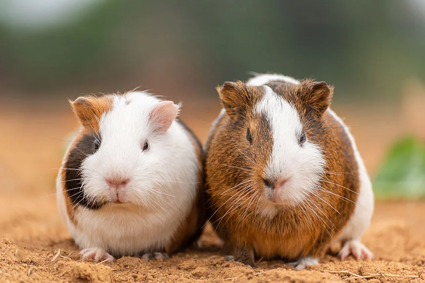 Why is My Guinea Pig Not Drinking Water? Finding Solutions to Hydration Problems